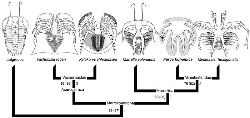 File:Marrellomorph phylogeny.jpeg