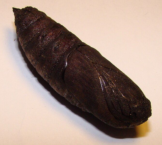 File:Mimas tiliae (pupa).JPG