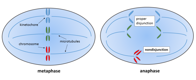 File:Mitotic nondisjunction.png