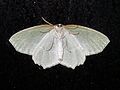 Underside detail of a moth