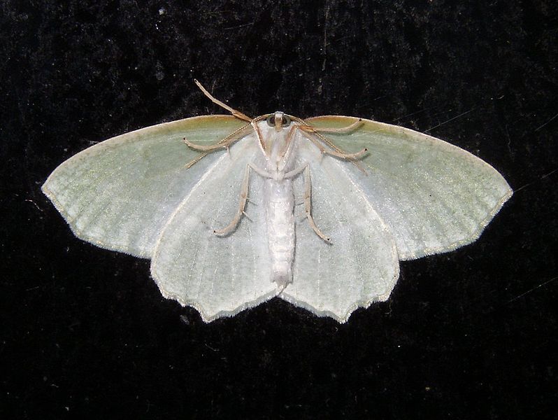 File:Moth on glass.jpg