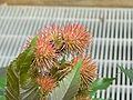 Ricinus communis