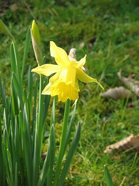 File:Narcissus hispanicus closeup02.jpg