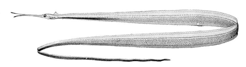 File:Nemichthys scolopaceus2.jpg