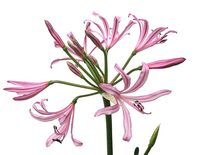 File:Nerine Krigei.jpg