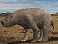 Nototherium, Australia