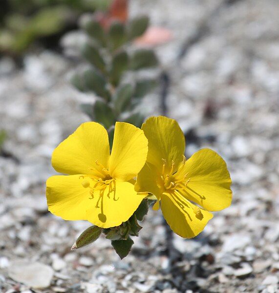 File:Oenothera cheiranthifolia suffruticosa.jpg