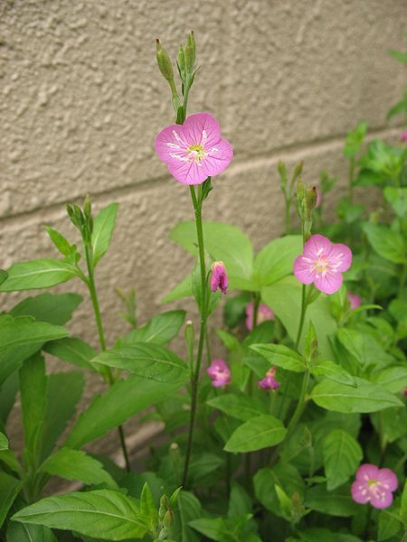 File:Oenothera rosea1.jpg