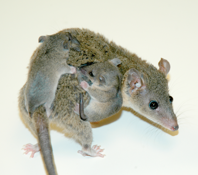 File:Opossum with young.png