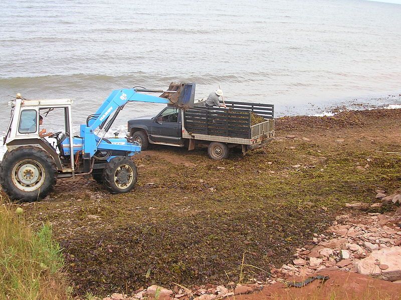 File:PEI harvesting seaweed.JPG