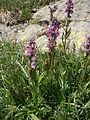 Pedicularis rostratospicata