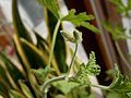 Pelargonium × graveolens buds