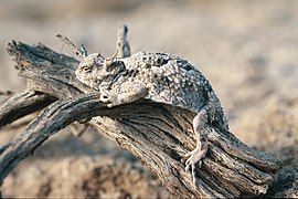 Desert horned lizard