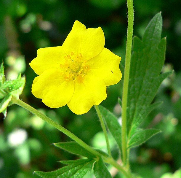 File:Potentilla gracilis 2.jpg