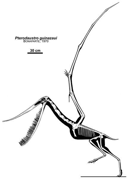 File:Pterodaustro guinazaui.jpg