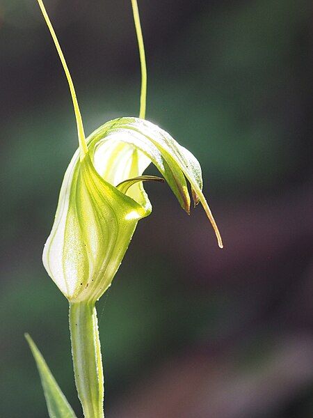 File:Pterostylis russellii.jpg