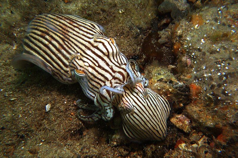 File:Pyjama squid.jpg