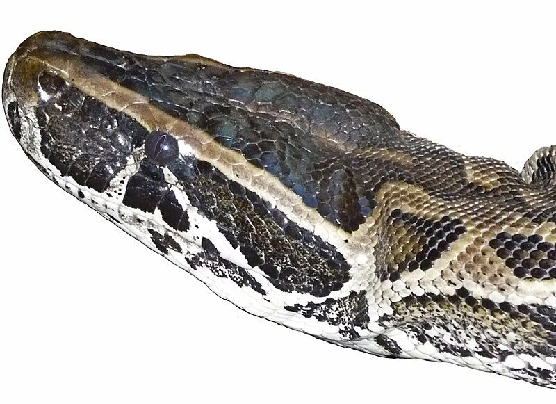 File:Python sebae head1'.jpg