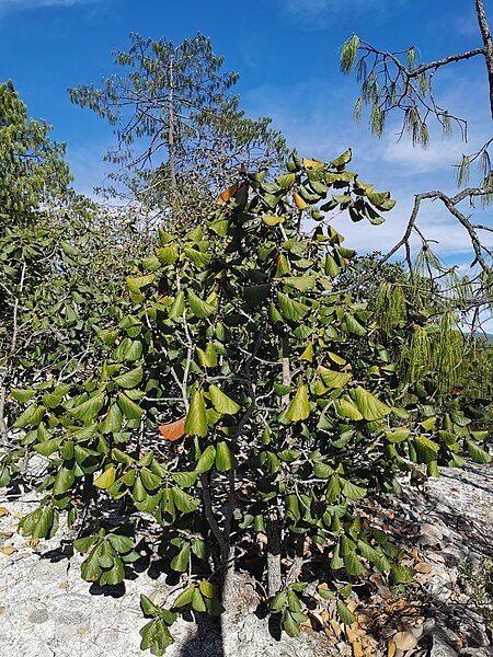 File:Quercus Urbanii.jpg