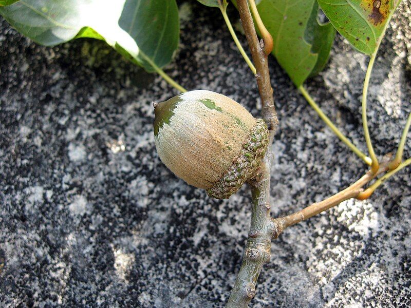 File:Quercus shumardii.jpg