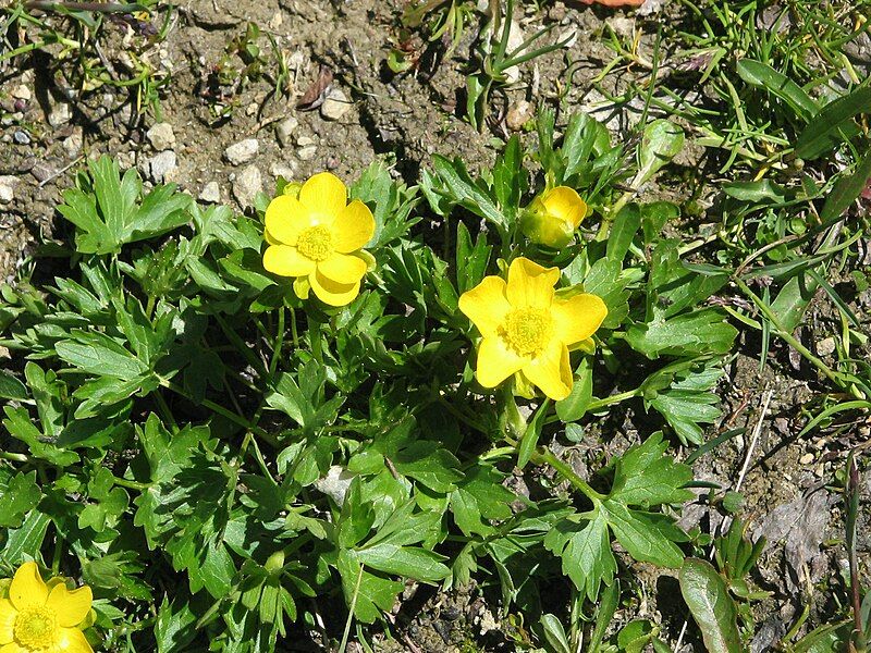 File:Ranunculus montanus02.jpg