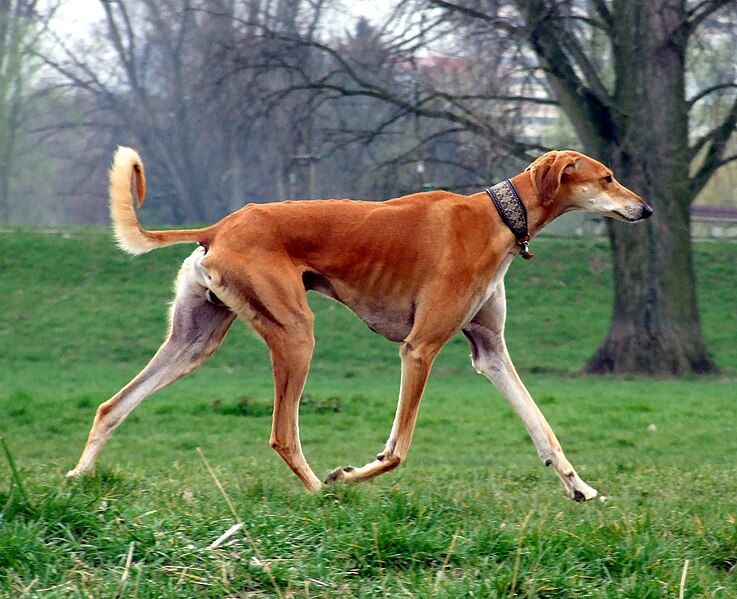 File:Red Smooth Saluki.jpg