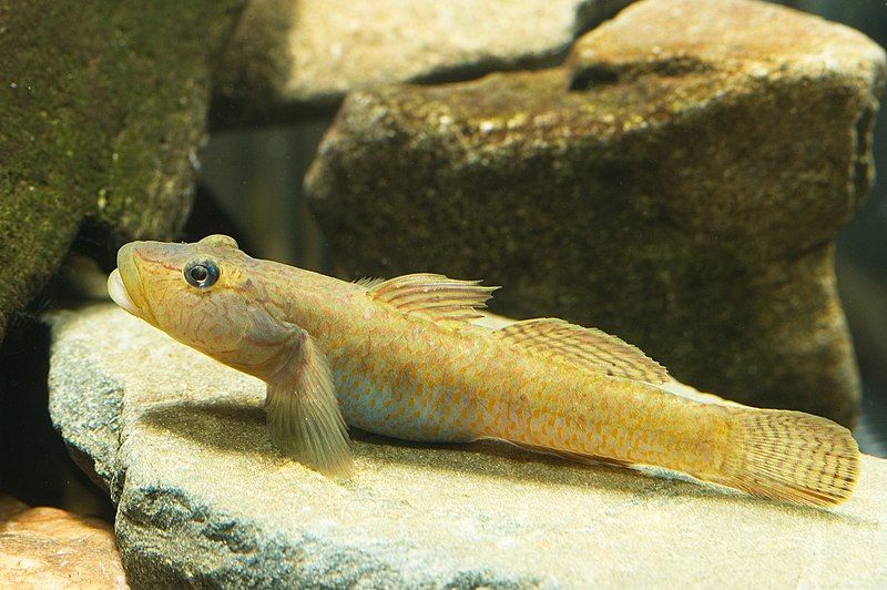 File:Rhinogobius sp. CB(Hamamatsu,Shizuoka,Japan).jpg