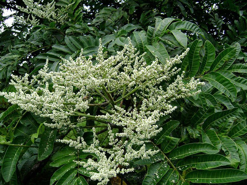 File:Rhus taitensis, flowering.jpg