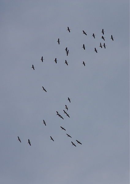 File:Sandhill Cranes.jpg