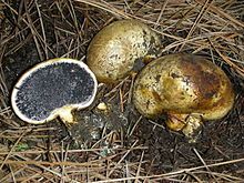 A group of three round, flattened, brown fungal fruiting bodies are arranged on the ground. One of the fruiting bodies is in situ, half-emerged from the soil. The other two have been removed so that the fungal hyphae on the underside, which rooted it to the soil, are visible. One of the uprooted fruiting bodies is intact, and part of it is stained dark brown. The other is cut in half, and the cross section displays black gleba surrounded by a thin, white, protective layer known as the peridium.