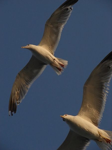 File:Seagull 04070.jpg