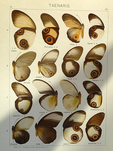 File:Seitz9FaunaIndoAustralicaPlate101.JPG