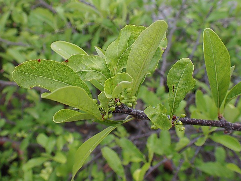 File:Sideroxylon lanuginosum kz01.jpg