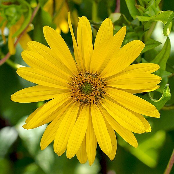 File:Silphium perfoliatum (Slovenia).jpg