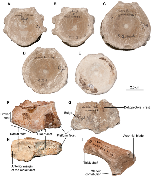 File:Sisteronia fossils.png