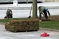 Workers laying sod