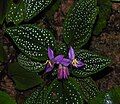 Spotted-Leaf Sonerila (Sonerila maculata), an undershrub species, is thriving in the wet conditions of the ecoregion.[9]