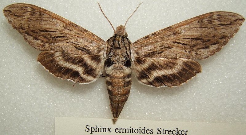 File:Sphinx ermitoides sjh.JPG