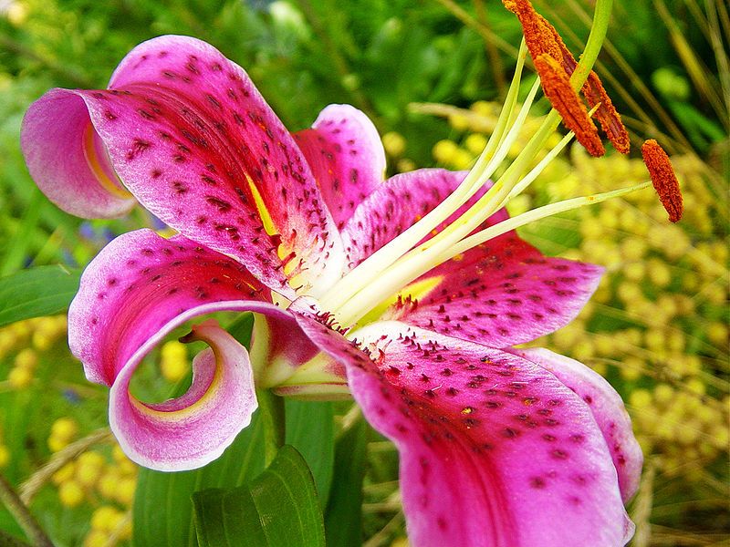 File:Stargazer Lily.jpg