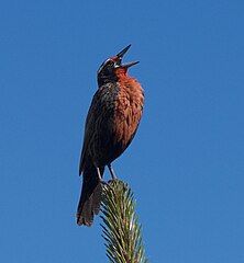 Sturnella Loyca in El Chalten, Argentina