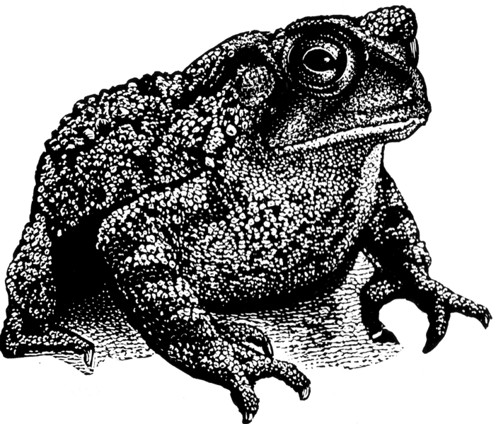 File:Toad 2 (PSF).png