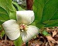 Nodding Trillium (Trillium cernuum)