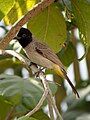 White-spectacled bulbul Pycnonotus xanthopygos