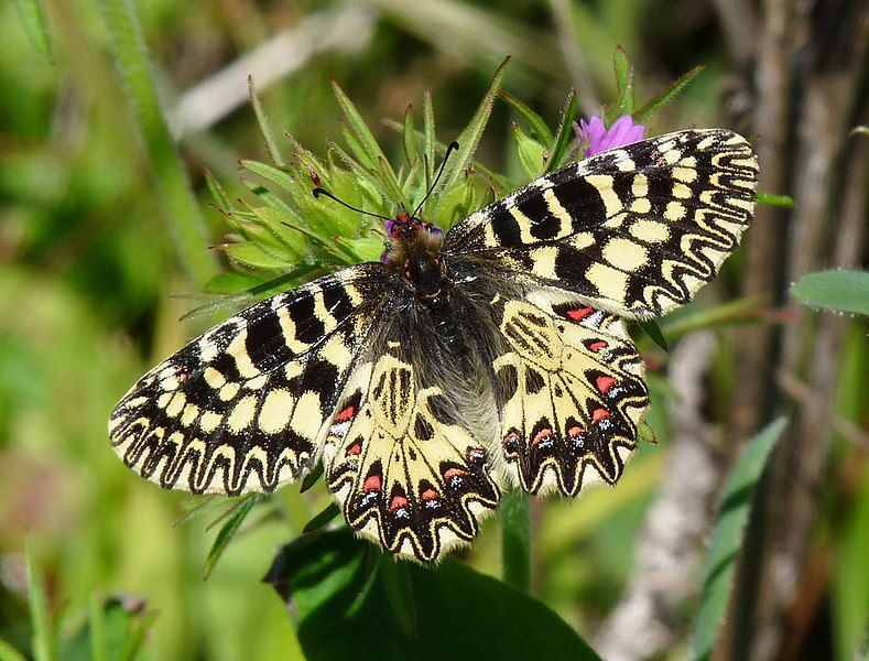 File:Zerynthia cassandra.jpg