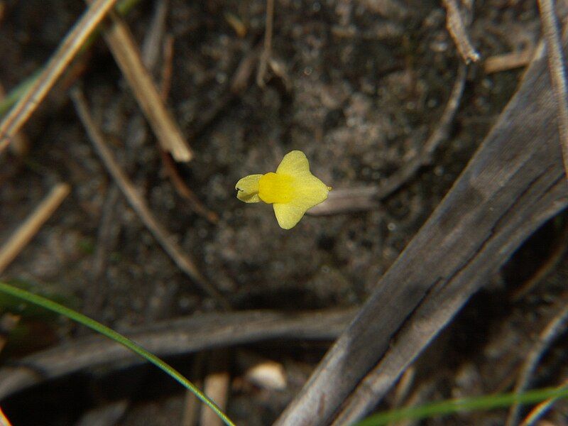 File:(Utricularia)(subulata)()(p)(fl)(IDC)(0205)(IDC10409)(Cobourg1).jpg