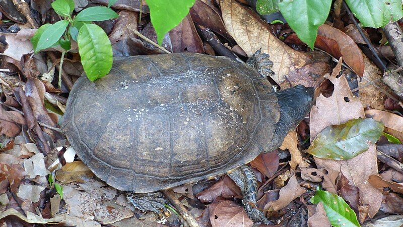 File:Acanthochelys radiolata 32694311.jpg