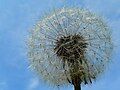 Dandelion Achene