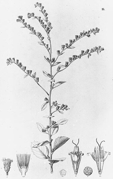 File:Acilepidopsis echtifolia.jpg