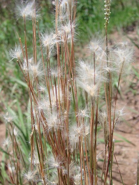 File:Andropogon leucostachyus.jpg