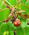 Arctostaphylos edmundsii